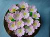 p1070204ruze_shora03_t1.jpg