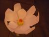 p1080579_t1.jpg