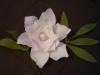 p1080588_t1.jpg