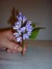p1110140_t1.jpg