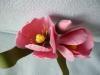 p1110150_t1.jpg